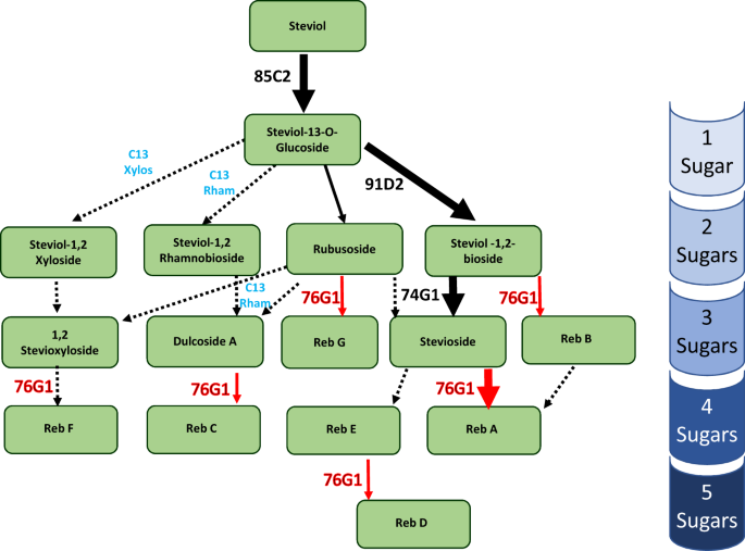 An Efficient Stevia rebaudiana Transformation System and In vitro Enzyme  Assays Reveal Novel Insights into UGT76G1 Function | Scientific Reports