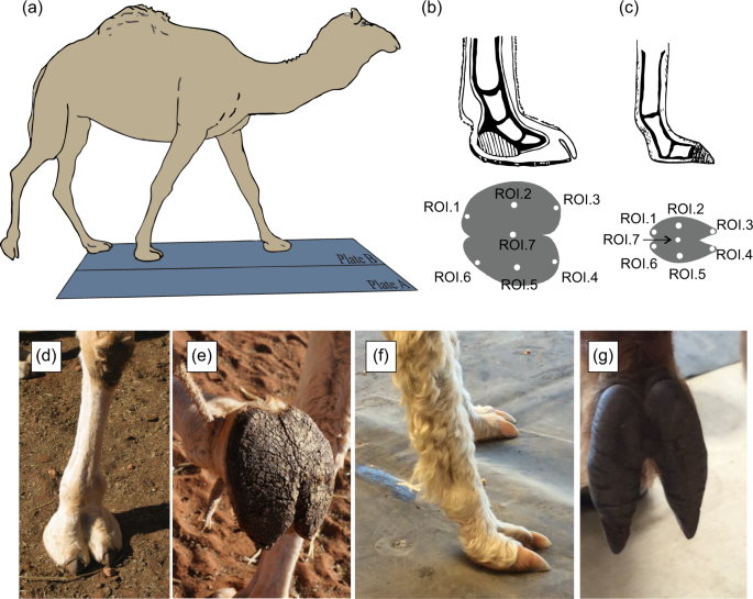 camels hooves