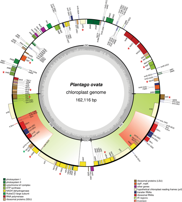 Expanded inverted repeat region with large scale inversion in the first  complete plastid genome sequence of Plantago ovata | Scientific Reports
