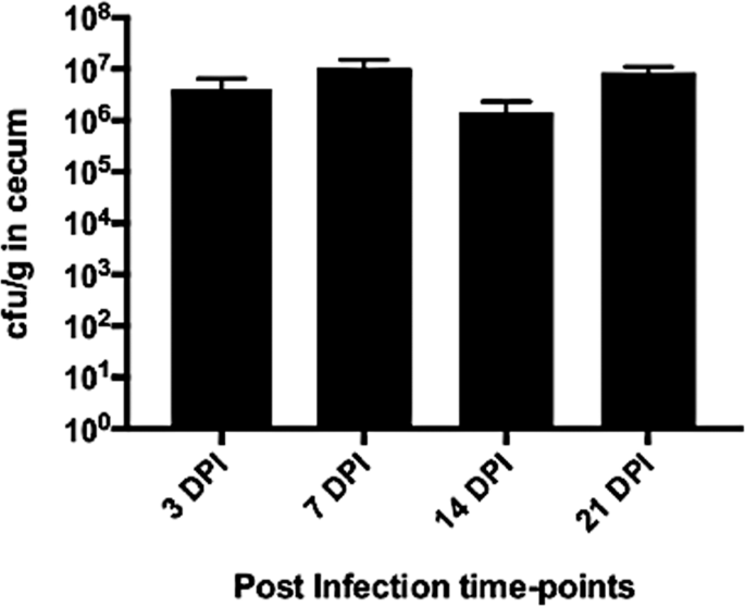 Integrative Analysis Of Gut Microbiome And Metabolites Revealed Novel Mechanisms Of Intestinal Salmonella Carriage In Chicken Scientific Reports