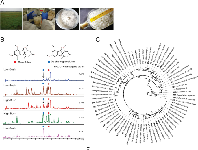 Metabolomic Guided Discovery Of Cyclic Nonribosomal Peptides From Xylaria Ellisii Sp Nov A Leaf And Stem Endophyte Of Vaccinium Angustifolium Scientific Reports