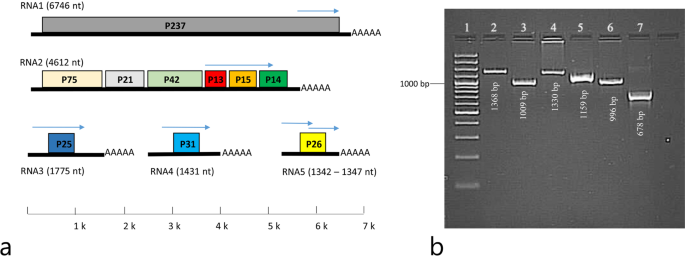 Genome Composition Analysis Of Multipartite Bnyvv Reveals The Occurrence Of Genetic Re Assortment In The Isolates Of Asia Minor And Thrace Scientific Reports