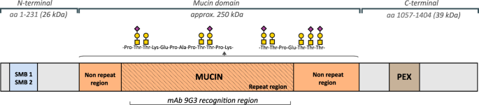 Cathepsin g degrades both glycosylated and unglycosylated regions of lubricin, a synovial mucin