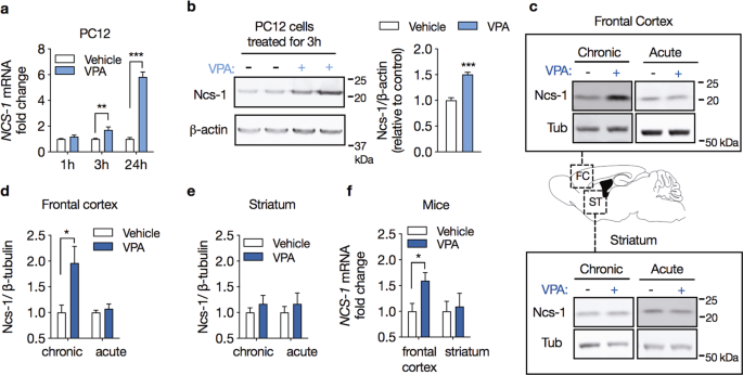 Contribution Of Neuronal Calcium Sensor 1 Ncs 1 To Anxiolytic Like And Social Behavior Mediated By Valproate And Gsk3 Inhibition Scientific Reports