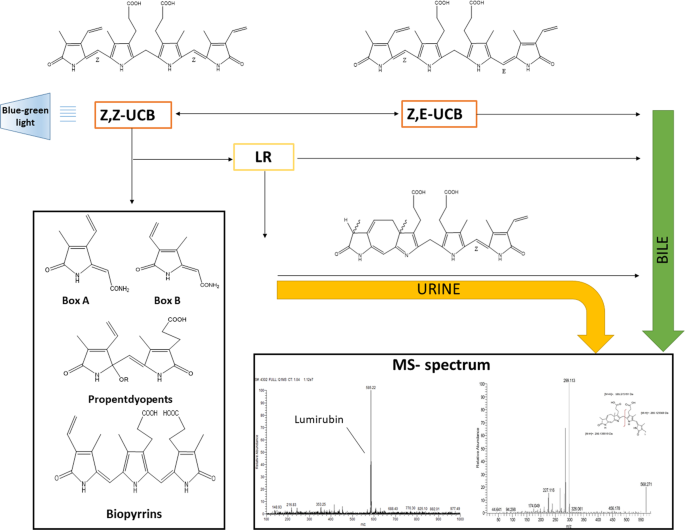 A Novel Accurate Lc Ms Ms Method For Quantitative Determination Of Z Lumirubin Scientific Reports