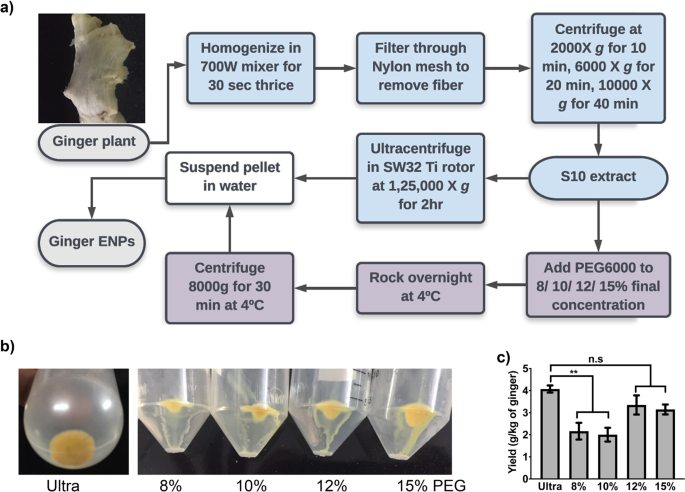 A Cost Effective Polyethylene Glycol Based Method For The Isolation Of Functional Edible Nanoparticles From Ginger Rhizomes Scientific Reports