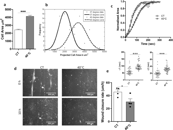 Altered Adhesion And Migration Of Human Mesenchymal Stromal Cells Under Febrile Temperature Stress Involves Nf Kb Pathway Scientific Reports
