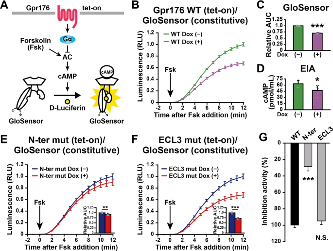 Identification and functional characterisation of N-linked glycosylation of  the orphan G protein-coupled receptor Gpr176