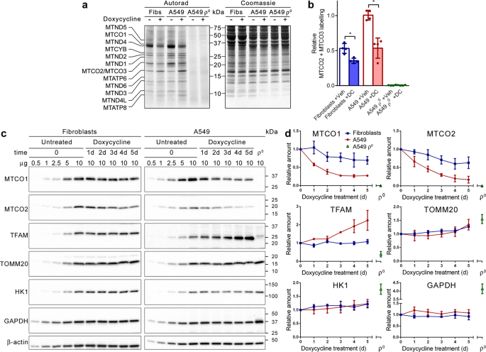 Mitochondria as target to inhibit proliferation and induce apoptosis of  cancer cells: the effects of doxycycline and gemcitabine | Scientific  Reports