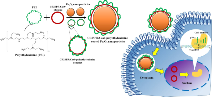 Polyethylenimine based magnetic nanoparticles mediated non-viral  CRISPR/Cas9 system for genome editing | Scientific Reports