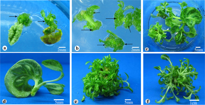 High frequency regeneration of plants via callus-mediated organogenesis cotyledon and hypocotyl cultures in a tropical tree (Neolamarkia Cadamba) | Scientific Reports