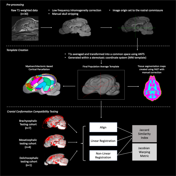Stereotactic Cortical Atlas of the Domestic Canine Brain | Scientific Reports Stereotactic Cortical Atlas of the Domestic Canine Brain | Scientific Reports