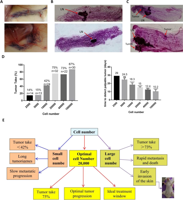 Development And Characterization Of Mammary Intraductal Mind Spontaneous Metastasis Models For Triple Negative Breast Cancer In Syngeneic Mice Scientific Reports
