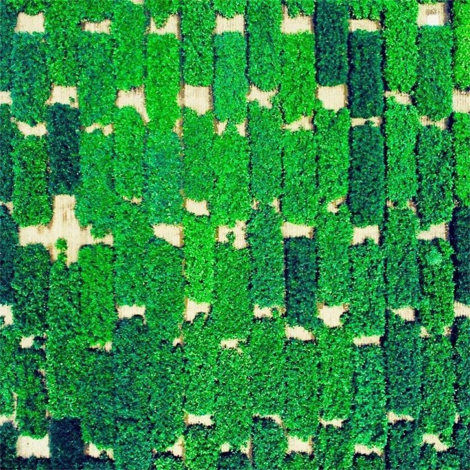Genome Wide Association Mapping Of Dark Green Color Index Using A Diverse Panel Of Soybean Accessions Scientific Reports Genome Wide Association Mapping Of Dark Green Color Index Using A Diverse Panel Of Soybean Accessions Scientific Reports