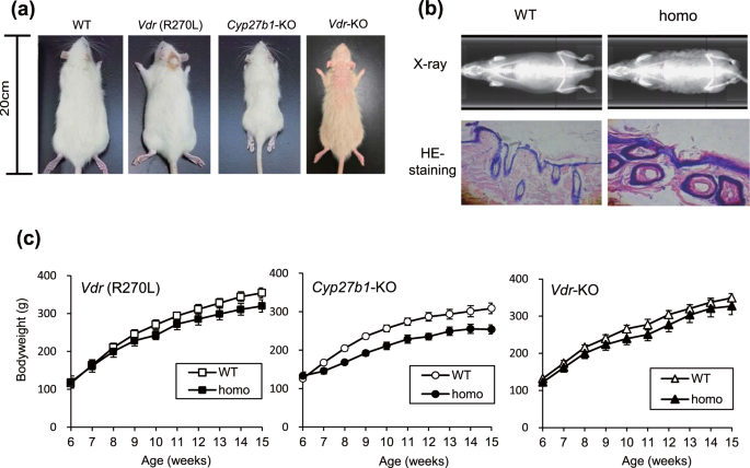 Generation of novel genetically modified rats to reveal the molecular  mechanisms of vitamin D actions | Scientific Reports
