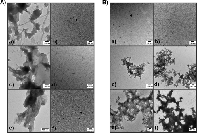 Enhanced Purification Coupled With Biophysical Analyses Shows Cross B Structure As A Core Building Block For Streptococcus Mutans Functional Amyloids Scientific Reports