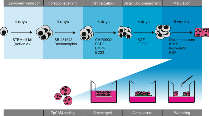 In vitro modelling of alveolar repair at the air-liquid interface using  alveolar epithelial cells derived from human induced pluripotent stem cells  | Scientific Reports