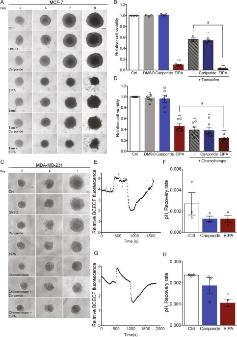 Pyrazine Ring Based Na H Exchanger Nhe Inhibitors Potently Inhibit Cancer Cell Growth In 3d Culture Independent Of Nhe1 Scientific Reports Pyrazine Ring Based Na H Exchanger Nhe Inhibitors Potently Inhibit Cancer Cell Growth In 3d Culture Independent Of Nhe1 Scientific Reports