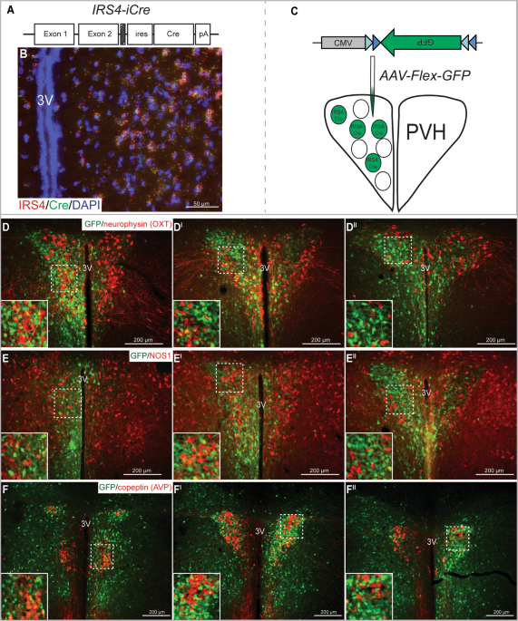 Paraventricular Subparaventricular And Periventricular Hypothalamic Irs4 Expressing Neurons Are Required For Normal Energy Balance Scientific Reports