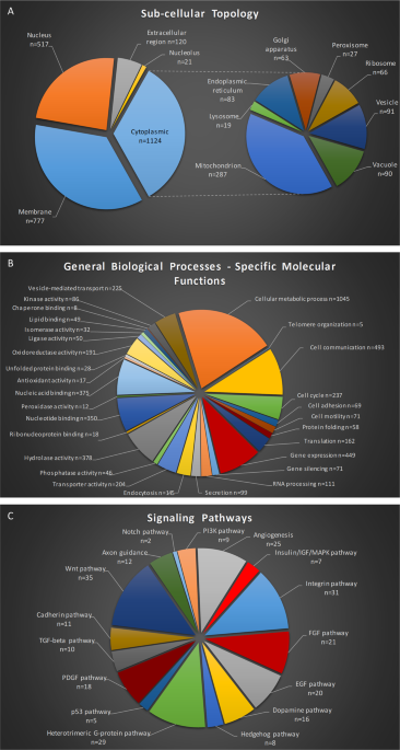 Proteomic Mapping Of Drosophila Transgenic Elav L Gal4 Brain As A Tool To Illuminate Neuropathology Mechanisms Scientific Reports