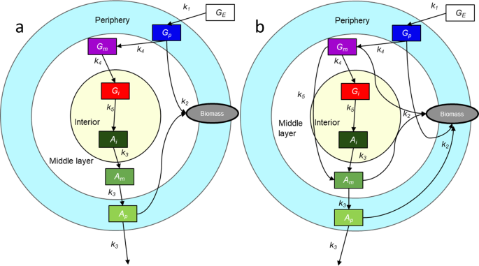 Extending The Minimal Model Of Metabolic Oscillations In Bacillus Subtilis Biofilms Scientific Reports