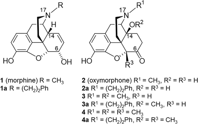 N Phenethyl Substitution In 14 Methoxy N Methylmorphinan 6 Ones Turns Selective µ Opioid Receptor Ligands Into Dual µ D Opioid Receptor Agonists Scientific Reports