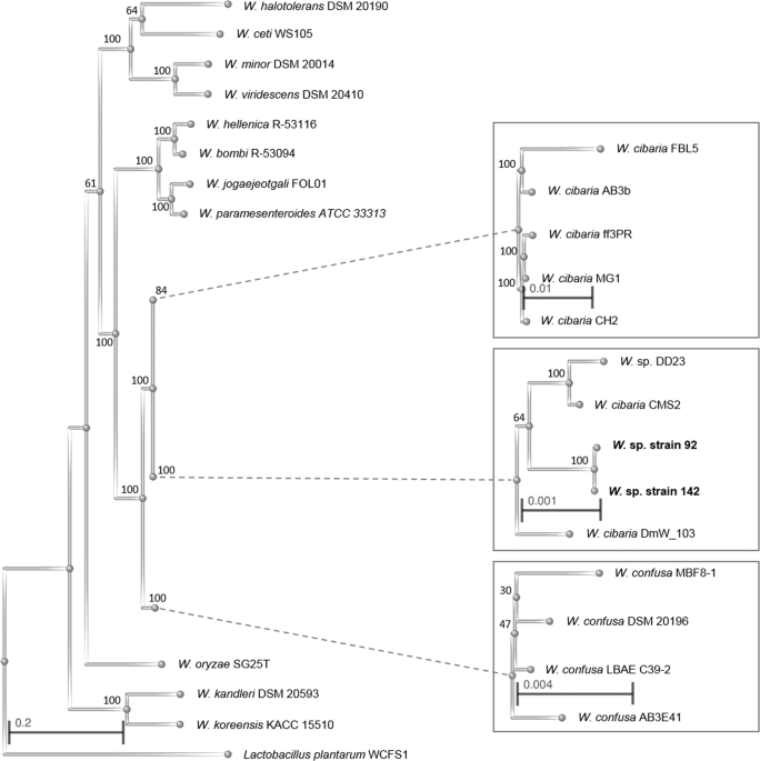 Taxogenomic Assessment And Genomic Characterisation Of Weissella Cibaria Strain 92 Able To Metabolise Oligosaccharides Derived From Dietary Fibres Scientific Reports