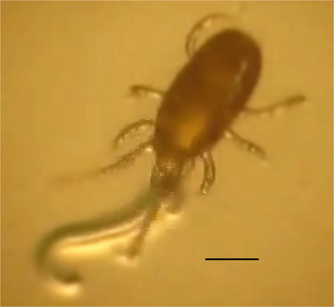 Evaluation Of Stratiolaelaps Scimitus Acari Laelapidae For Controlling The Root Knot Nematode Meloidogyne Incognita Tylenchida Heteroderidae Scientific Reports