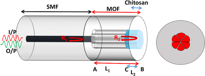 Microstructured Optical Fiber Based Fabry Perot Interferometer As A Humidity Sensor Utilizing Chitosan Polymeric Matrix For Breath Monitoring Scientific Reports