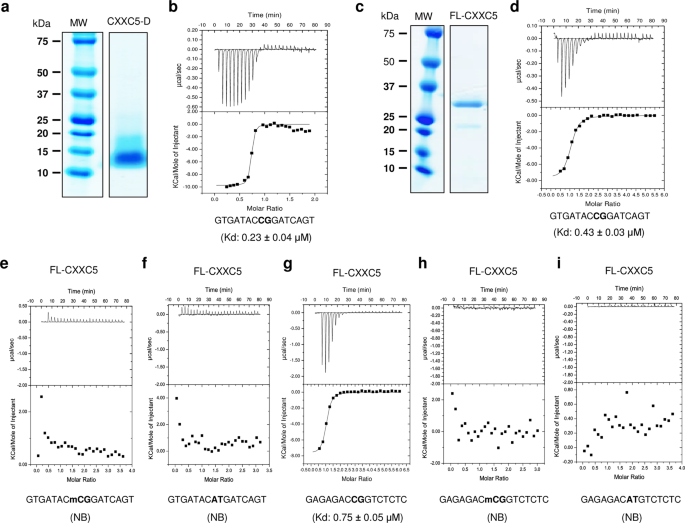 Cxxc5 As An Unmethylated Cpg Dinucleotide Binding Protein Contributes To Estrogen Mediated Cellular Proliferation Scientific Reports
