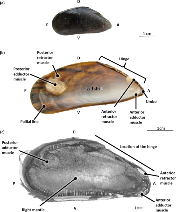 The Blue Mussel Inside 3d Visualization And Description Of The Vascular Related Anatomy Of Mytilus Edulis To Unravel Hemolymph Extraction Scientific Reports