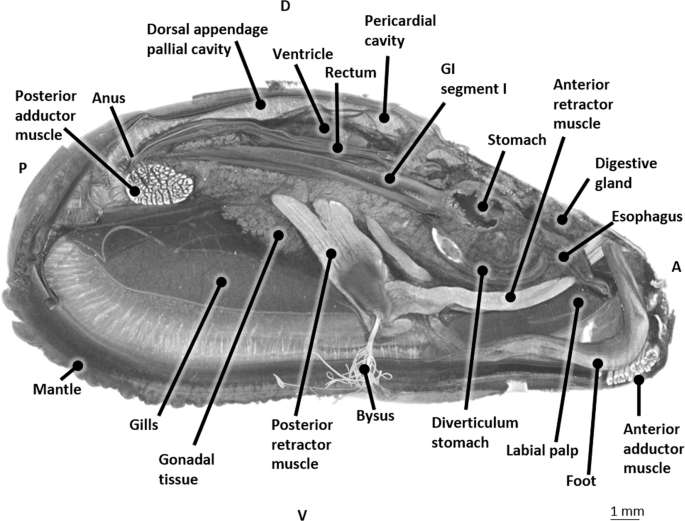The blue mussel inside: 3D visualization and description of the  vascular-related anatomy of Mytilus edulis to unravel hemolymph extraction  | Scientific Reports
