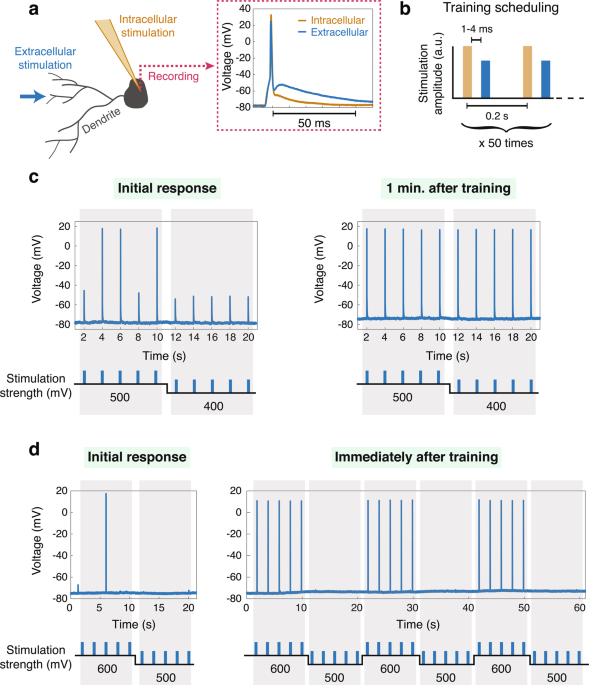 Brain Experiments Imply Adaptation Mechanisms Which Outperform Common Ai Learning Algorithms Scientific Reports