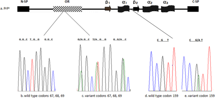 Novel Variations In Native Ethiopian Goat Breeds Prnp Gene And Their Potential Effect On Prion Protein Stability Scientific Reports