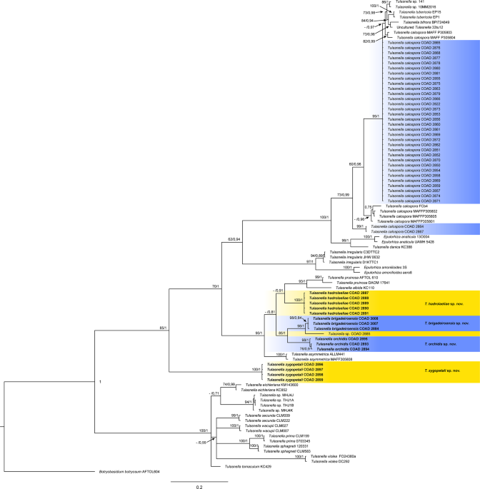 Diversity of mycorrhizal tulasnella associated with epiphytic and rupicolous orchids from the brazilian atlantic forest, including four new species