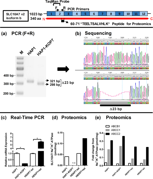 The Orphan Solute Carrier Slc10a7 Is A Novel Negative Regulator Of Intracellular Calcium Signaling Scientific Reports