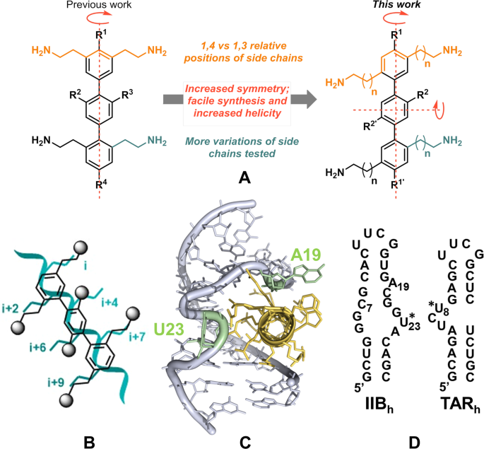 Nucleic Acid Recognition And Antiviral Activity Of 1 4 Substituted Terphenyl Compounds Mimicking All Faces Of The Hiv 1 Rev Protein Positively Charged A Helix Scientific Reports