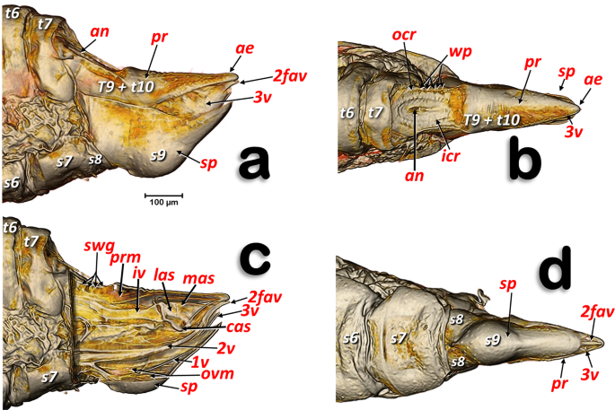 fish reproductive system diagram