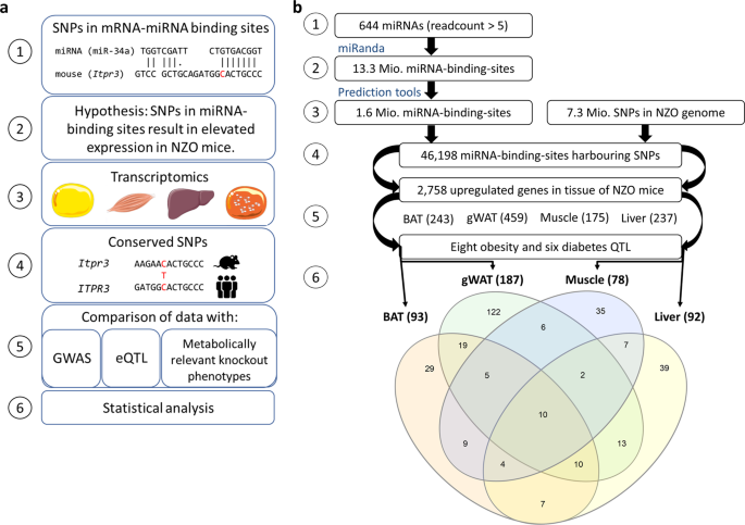 Polymorphisms in miRNA binding sites involved in metabolic diseases in mice  and humans | Scientific Reports