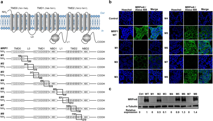 Molecular Analysis Of The Massive Gsh Transport Mechanism Mediated By The Human Multidrug Resistant Protein 1 Abcc1 Scientific Reports Molecular Analysis Of The Massive Gsh Transport Mechanism Mediated By The Human Multidrug Resistant Protein 1 Abcc1 Scientific Reports