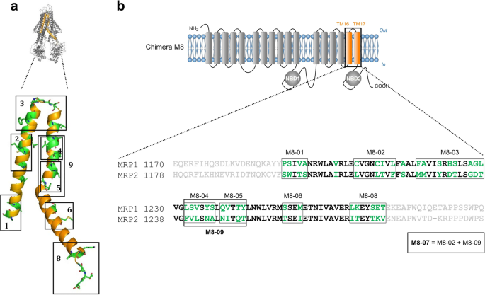 Modulation of Multidrug Resistance Protein 1 (MRP1/ABCC1)-Mediated