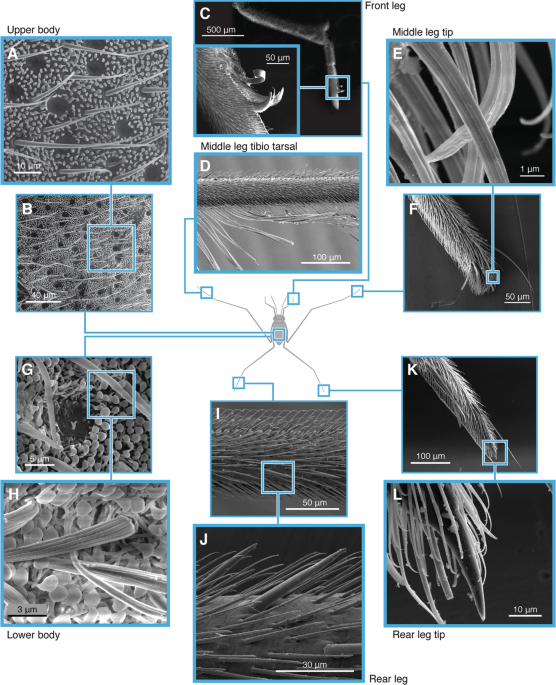 Superhydrophobicity And Size Reduction Enabled Halobates Insecta Heteroptera Gerridae To Colonize The Open Ocean Scientific Reports Superhydrophobicity And Size Reduction Enabled Halobates Insecta Heteroptera Gerridae To Colonize The Open Ocean Scientific Reports