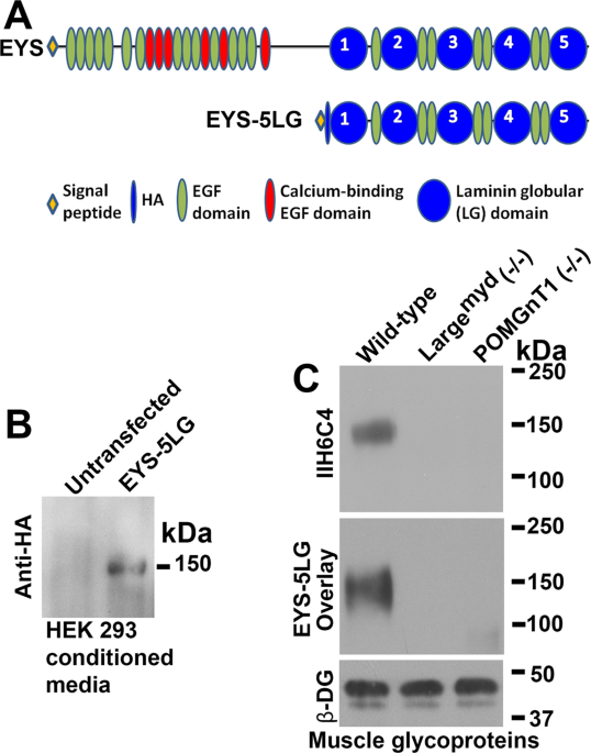 Eyes Shut Homolog Eys Interacts With Matriglycan Of O Mannosyl Glycans Whose Deficiency Results In Eys Mislocalization And Degeneration Of Photoreceptors Scientific Reports<script async src=
