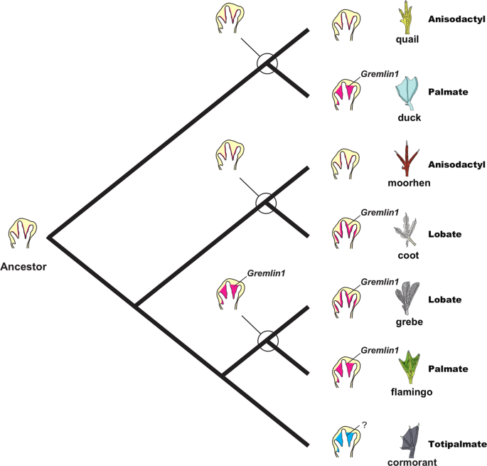 Developmental mechanisms underlying webbed foot morphological diversity in  waterbirds