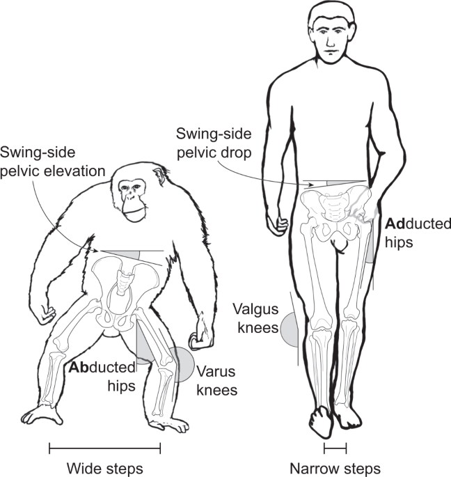Is step width decoupled from pelvic motion in human evolution
