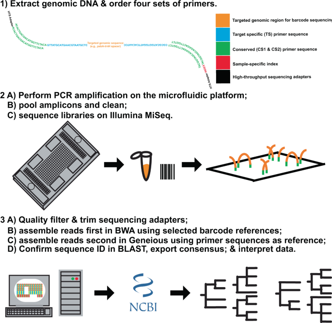 Microfluidic Enrichment Barcoding (MEBarcoding): a new method for high  throughput plant DNA barcoding | Scientific Reports