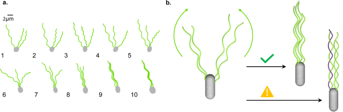 Geometrical Constraints On The Tangling Of Bacterial Flagellar Filaments Scientific Reports