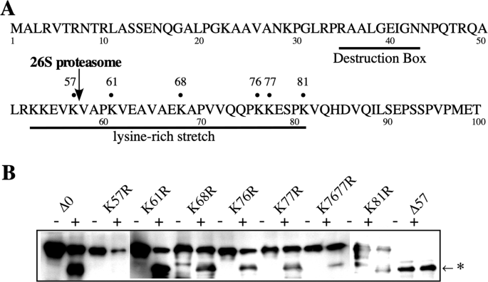 Two Step Mechanism Of Cyclin B Degradation Initiated By Proteolytic Cleavage With The 26 S Proteasome In Fish Scientific Reports