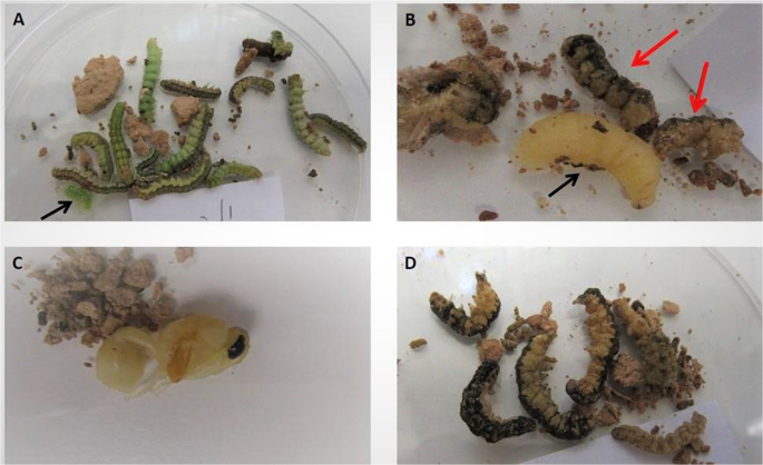 Parasitic Wasps Can Genetically Modify Their Caterpillar Hosts