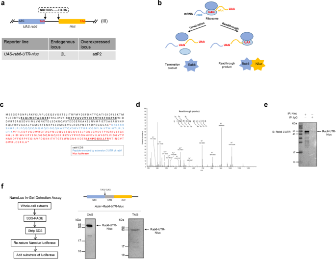 Premature termination codon readthrough in drosophila varies in a developmental and tissue-specific manner